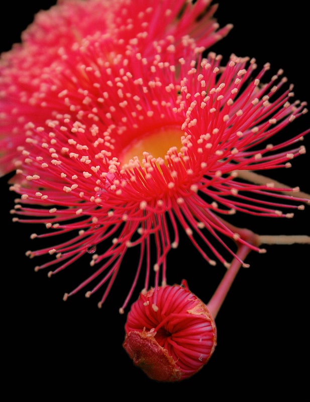 Red Flowering Gum
