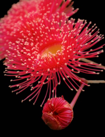 Red Flowering Gum