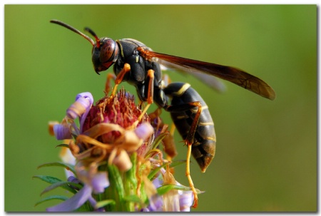 Wasp