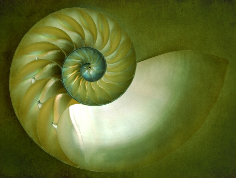 Nautilus