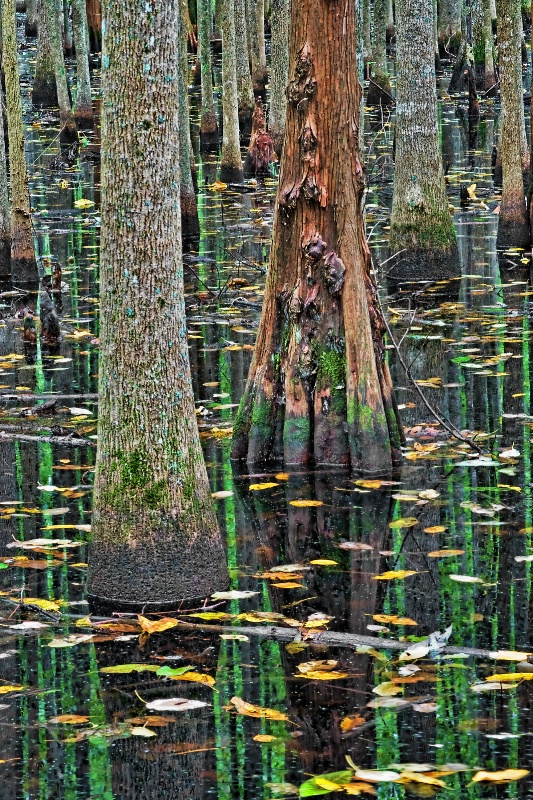 Swamp Portrait