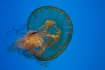 Jellyfish In Blue