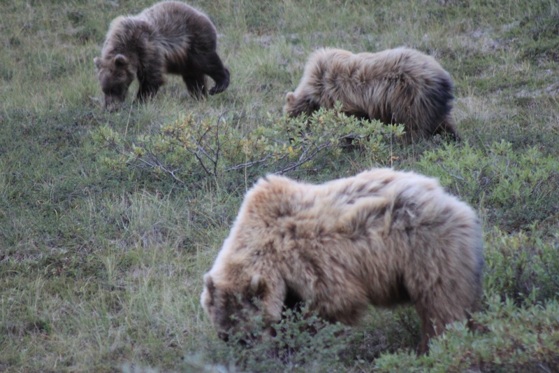 Mamma grizzly  and her 2 cubs,Denali park, Ak