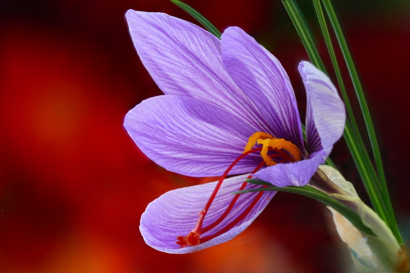 Saffron Crocus