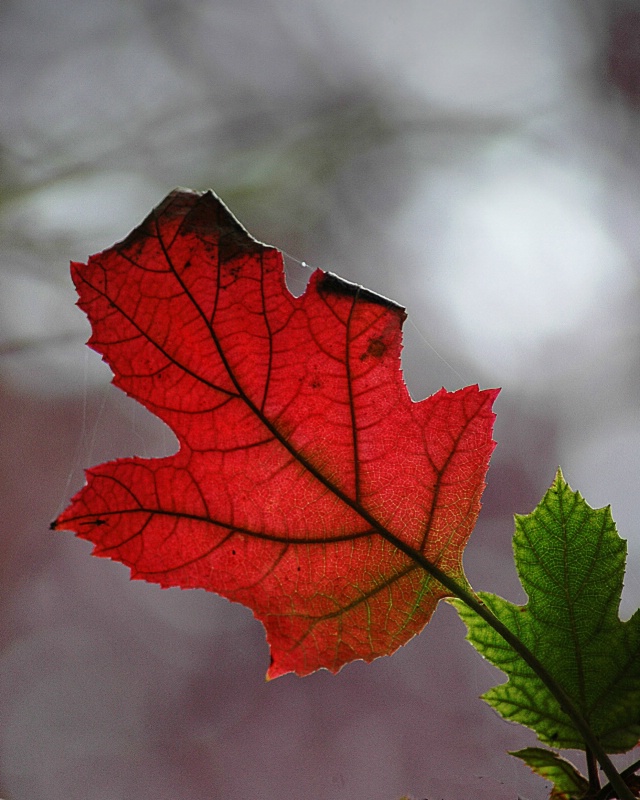 October Leaf