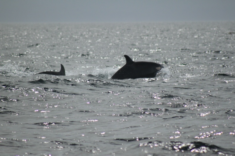 Orca whales, 8/09