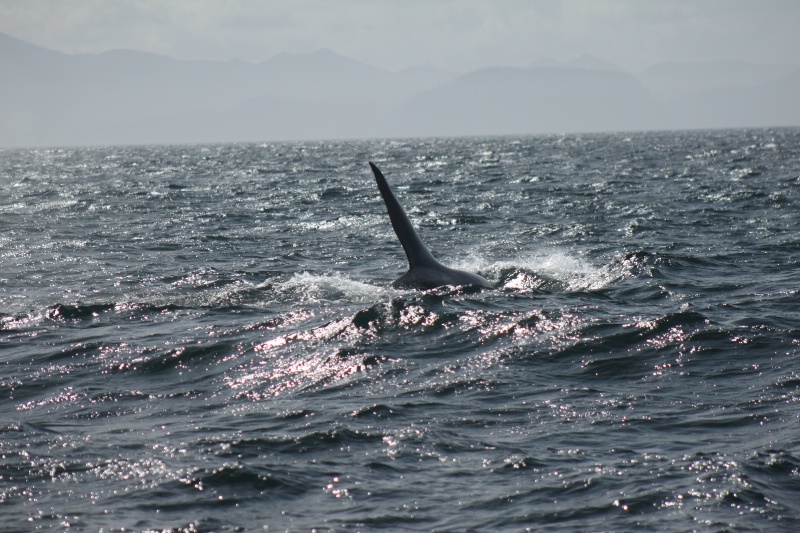 Big fin of a male orca whale
