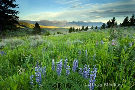 Lupines and Mountains
