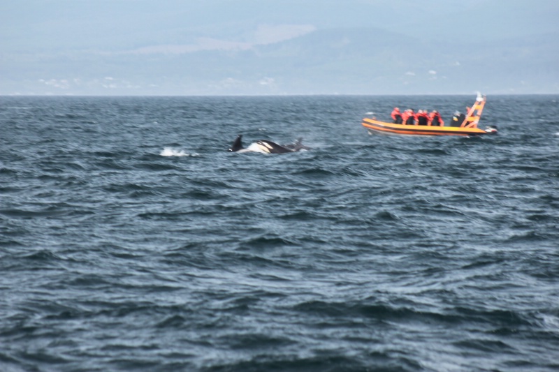4 orca whales