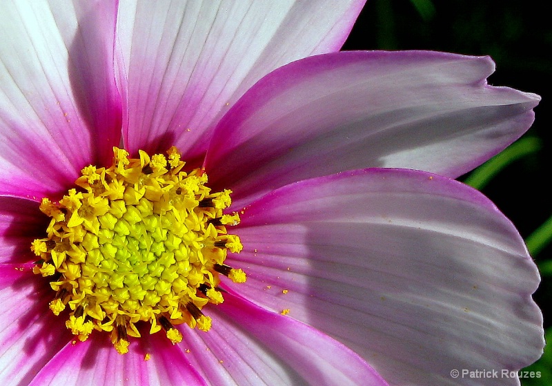 Pink & Yellow Cosmos