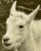 baby goat