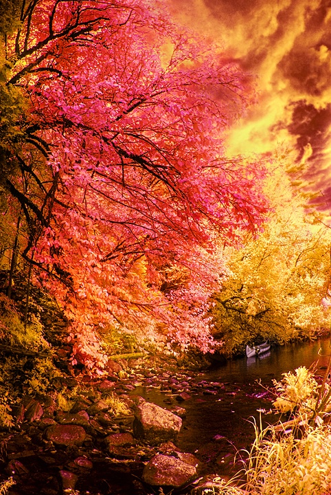 Autumn in Infrared - ID: 9147367 © Eric Highfield