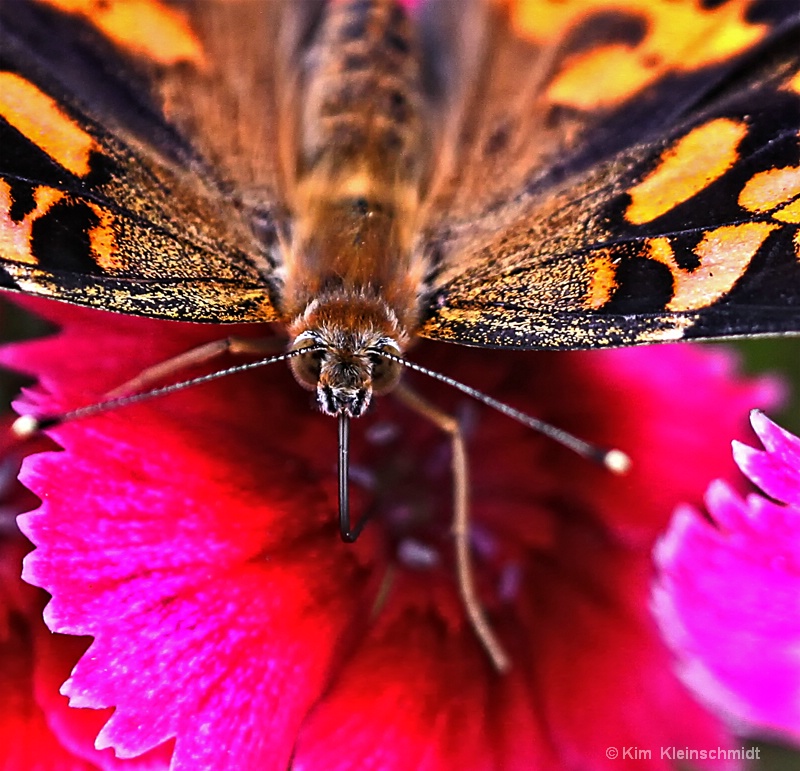 Painted Lady and Pinks