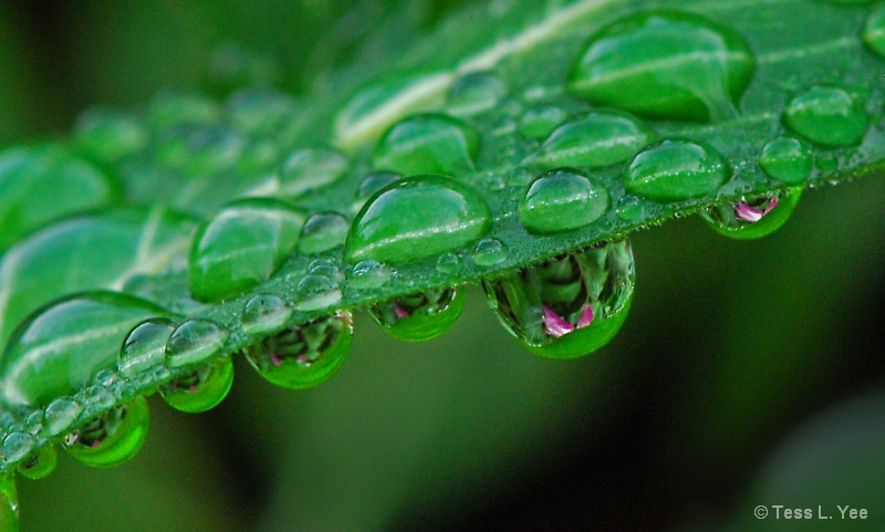 Dripping Vincas