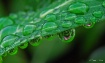 Dripping Vincas