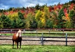 Friendly farm
