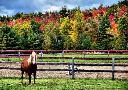 Friendly farm