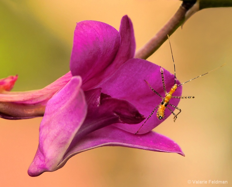 Orchid Climbing