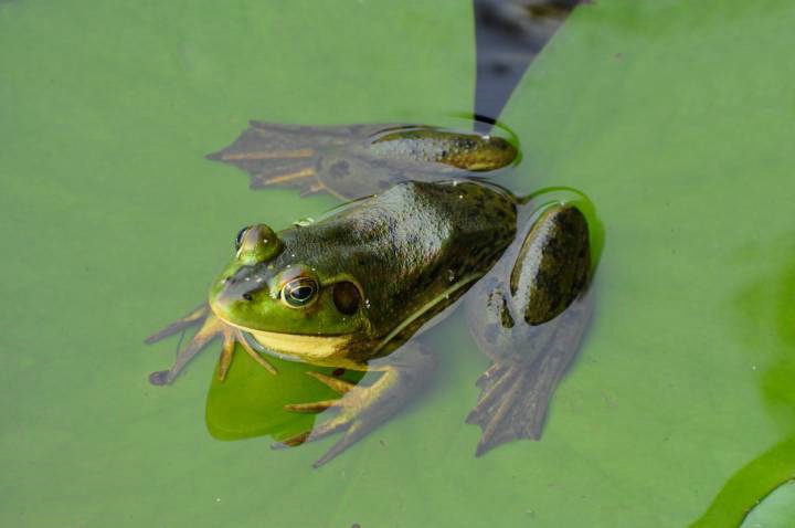 Big Frog