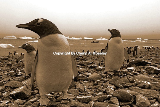 Penguin sepia  - ID: 9151834 © Cheryl  A. Moseley