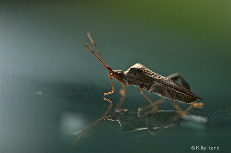 Stink Bug in Profile