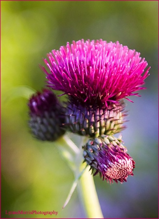 Just A Thistle