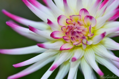 Fall Dahlia