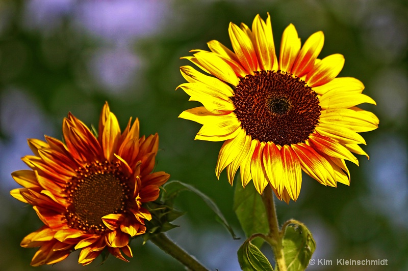 Sunflowers