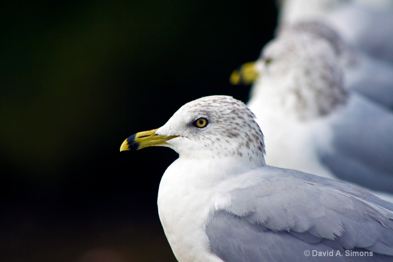 Seagull