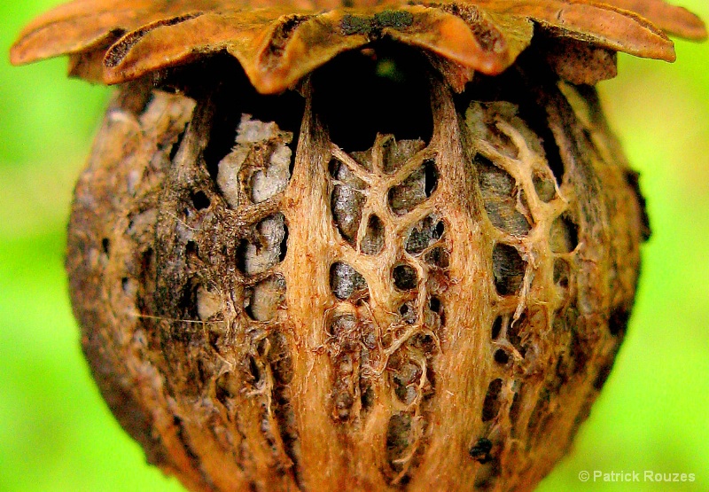 Dried Poppy