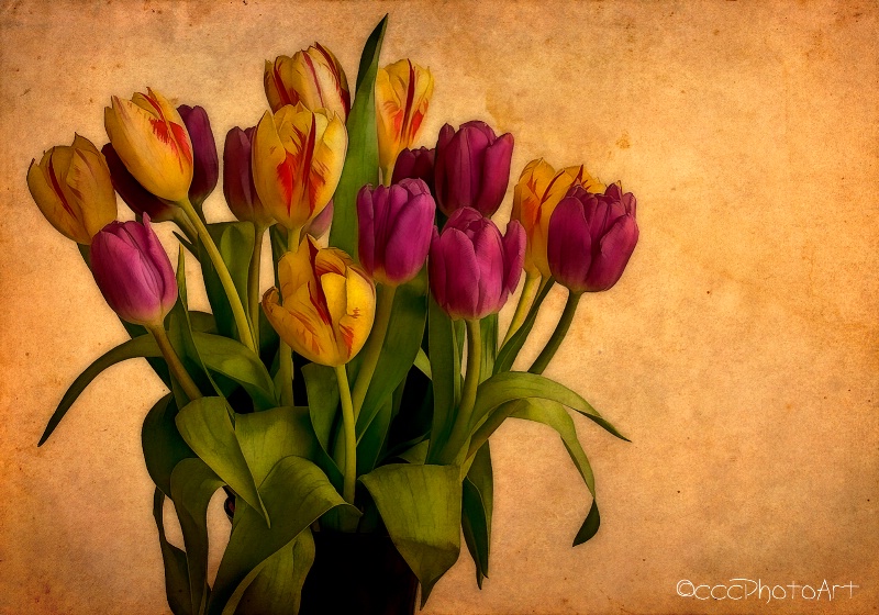 Fruit Basket Tulips