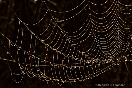 Another Spider Web