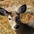 2Doe - A Deer - A Female Deer - ID: 9160533 © Kathy Salerni