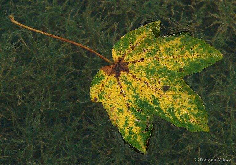 leaf