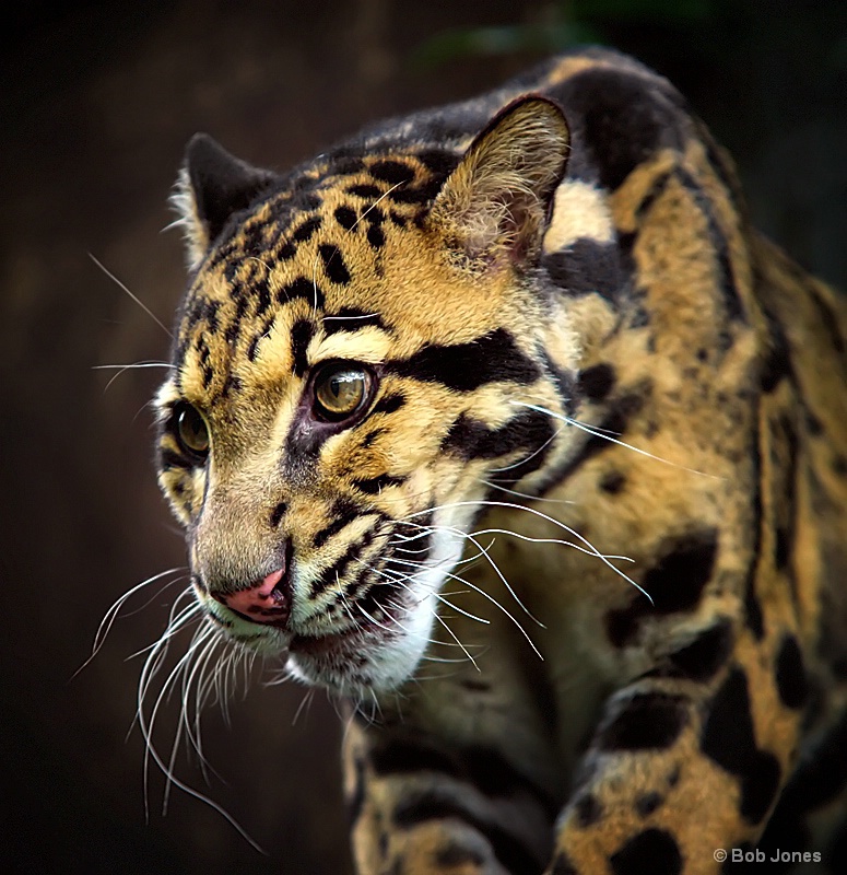 Painted Leopard (Panthera pardalis)