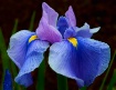 Iris Blues