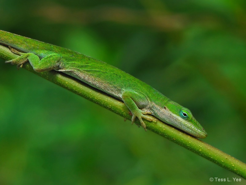 Nature's La-Z-Boy