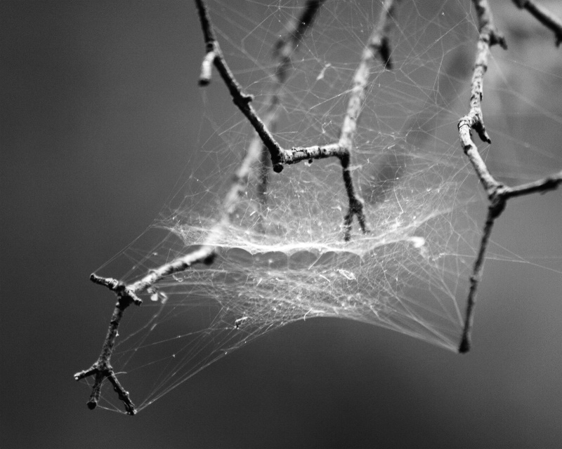 Web & twigs