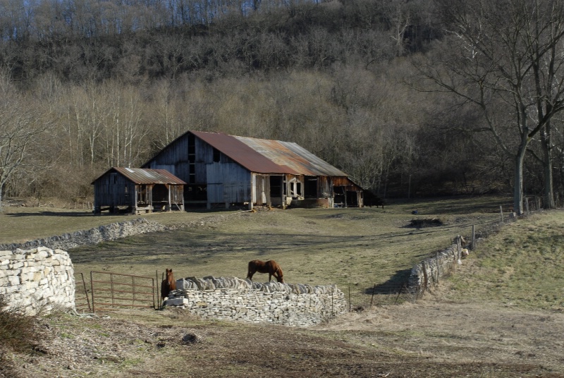 Old Barn and Horses