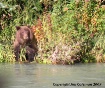 Young Grizzly Try...