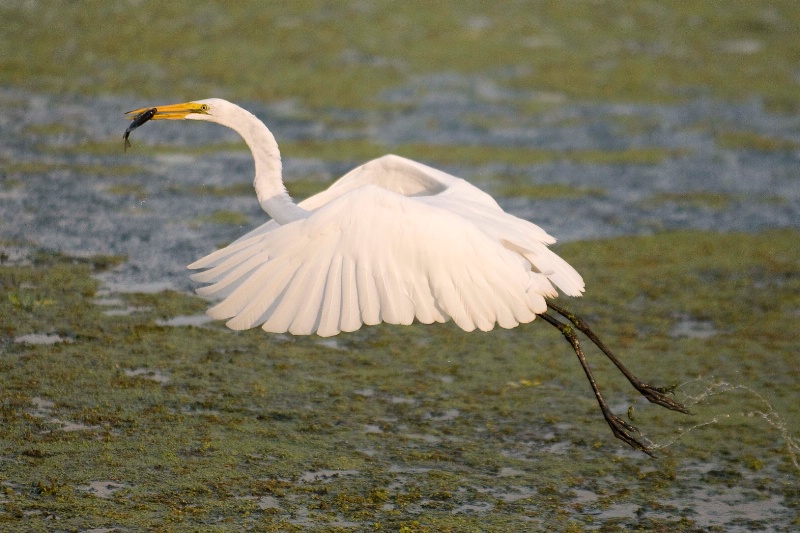 Great White Egret with fish