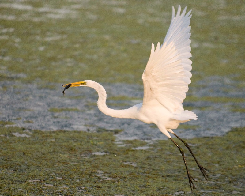 Great White Egret with fish