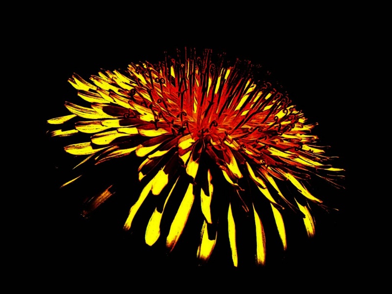 Dandelion fireworks