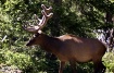 Elk in Velvet