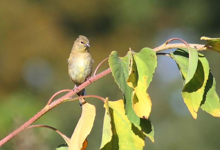 Autumn Gold