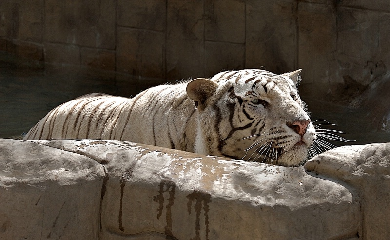 Royal White Bengal Tiger