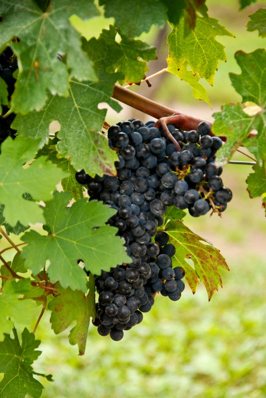 Grapes, Pillitteri Vineyards