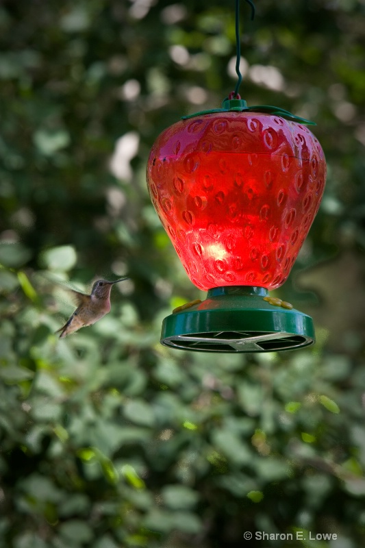Hummingbird, Lane Guest Ranch - ID: 9167842 © Sharon E. Lowe