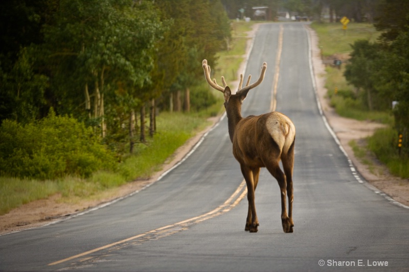 Elk are everywhere, Estes Park, CO - ID: 9167844 © Sharon E. Lowe
