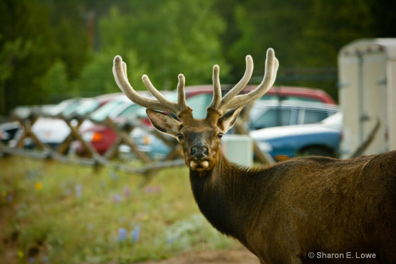 Elk are everywhere, Estes Park, CO - ID: 9167846 © Sharon E. Lowe